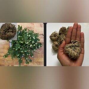 Live Rose Of Jerrico Resurrection Plant